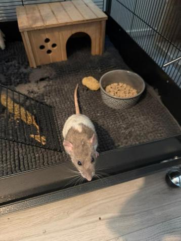 Op zoek naar een lief, zorgzaam baasje voor saartje/Lilly  beschikbaar voor biedingen