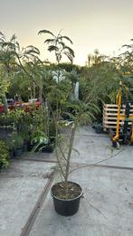 Albizia meerstammig hoog 150/175 grote kluit prijs 49,95 pst, Vaste plant, Halfschaduw, Zomer, Ophalen