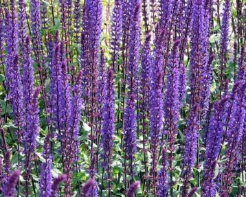 Zaden Salvia nemerosa Caradonna beschikbaar voor biedingen