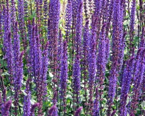 Zaden Salvia nemerosa Caradonna, Tuin en Terras, Bloembollen en Zaden, Zaad, Voorjaar, Volle zon, Verzenden