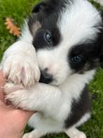 Border collie pups van de boerderij BELGIE, België, Particulier, 8 tot 15 weken, Collie