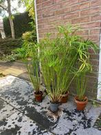 Parapluplant, Ophalen of Verzenden, Eenjarig, Groenteplanten, Volle zon