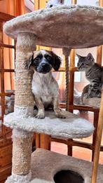 DIDI, KLEIN , MENSGERICHT, PUPJE, TEEFJE, KAN MET KATTEN, Rabiës (hondsdolheid), 15 weken tot 1 jaar, Teef, Eén hond