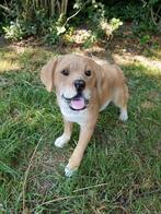 Golden Retrievers, Ophalen, Nieuw, Kunststof, Dierenbeeld