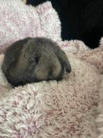 Franse hangoren, Dieren en Toebehoren, Knaagdieren, November, Meerdere dieren, Overige typen, Tam