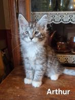 Maine Coon kittens met stamboom - ouders getest, Dieren en Toebehoren, Katten en Kittens | Raskatten | Langhaar, Meerdere dieren