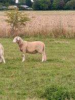 Mooi ooilam kruising brilschaapxdorper, Dieren en Toebehoren, Schapen, Geiten en Varkens, Mannelijk, Schaap
