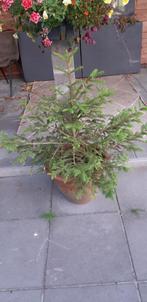 kerstboom,, Tuin en Terras, Planten | Bomen, Bloeit niet, Overige soorten, 100 tot 250 cm, Ophalen