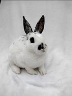 Raszuiver kleinrex rammetje te koop, Dieren en Toebehoren, Konijnen, Mannelijk, Dwerg