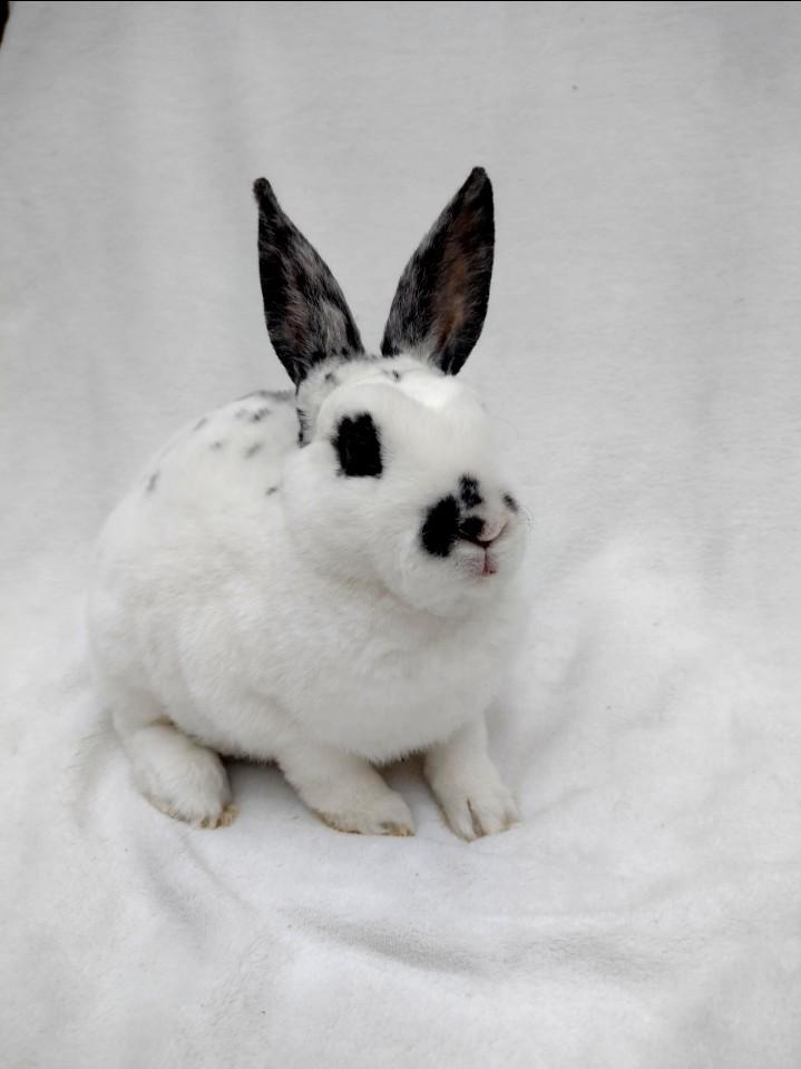 Raszuiver kleinrex rammetje te koop, Dieren en Toebehoren, Konijnen, Dwerg, Mannelijk