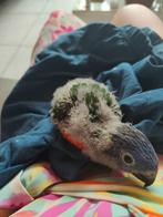 Lorybaby v d blauwe bergen, Dieren en Toebehoren, Vogels | Parkieten en Papegaaien, Papegaai, Pratend