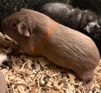 2 knappe cavia dames, Cavia, Vrouwelijk, Tam, September