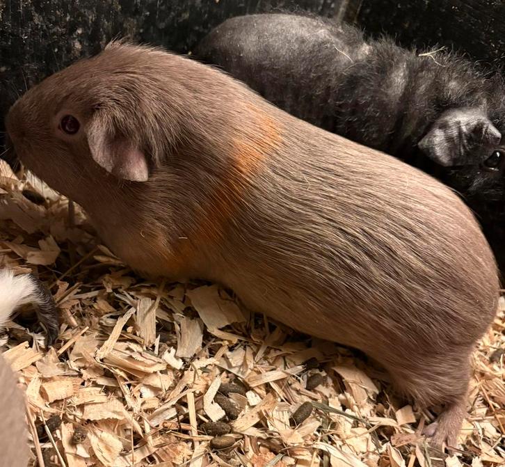 2 knappe cavia dames, Dieren en Toebehoren, Knaagdieren, Vrouwelijk, Cavia, September, Tam