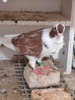 Barbarisi   (Syrische duiven), Meerdere dieren, Overige soorten
