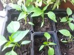 Jalepeno peper plantjes moestuinplantjes, Ophalen