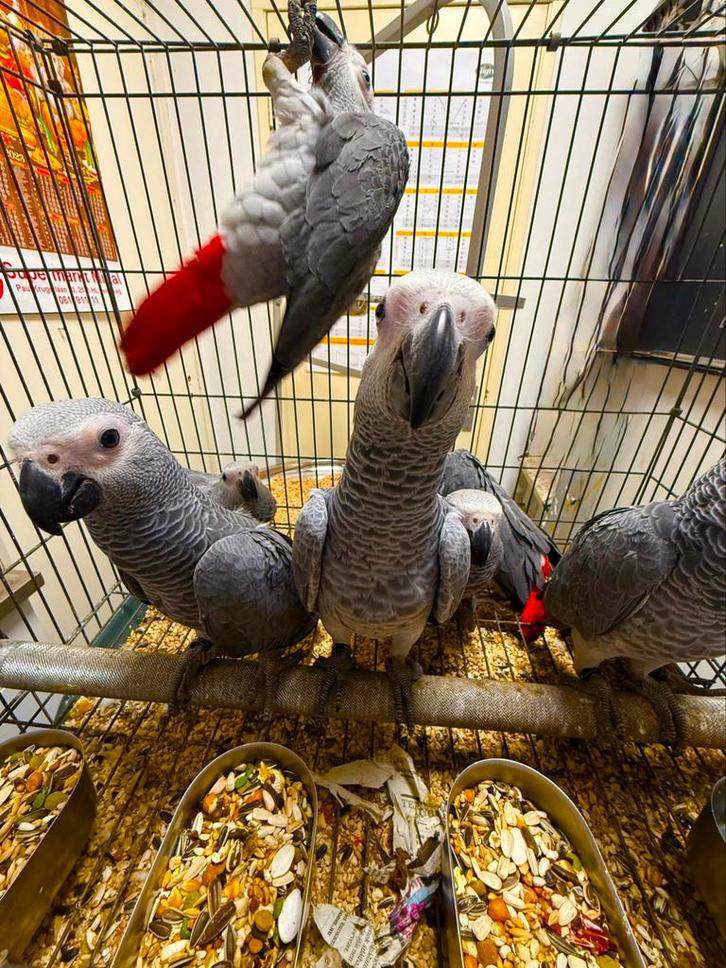 Beste pratende soort Grijzeroodstaart, Dieren en Toebehoren, Vogels | Parkieten en Papegaaien, Papegaai, Meerdere dieren, Pratend