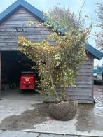 Parrotia persica 4/5m struikvorm, Tuin en Terras, Planten | Bomen, Volle zon, Herfst, 400 cm of meer, Overige soorten