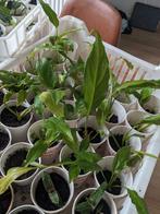 Lepelplant bingo cupido - groene plant, witte kelkjes, Tuin en Terras, Planten | Tuinplanten, Ophalen, Zomer, Overige soorten