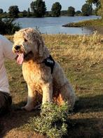 Australian labradoodle Dekreu, Parvo, Nederland, Reu, 1 tot 2 jaar