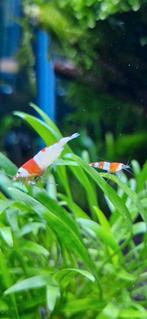 Crystal Red Garnalen, Dieren en Toebehoren, Kreeft, Krab of Garnaal, Zoetwatervis, Schoolvis