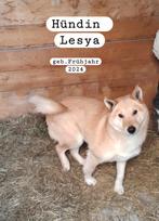 Reu en teef zoeken een thuis asielhondjes, Dieren en Toebehoren, Honden | Niet-rashonden, Particulier, Buitenland, Parvo, Meerdere