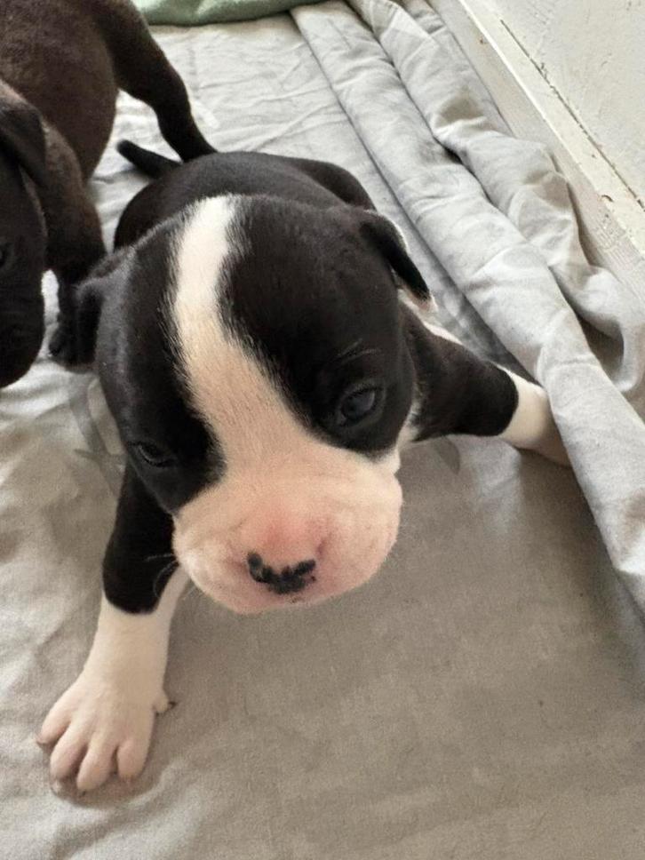 Old englisch bulldog pups, Dieren en Toebehoren, Honden | Bulldogs, Pinschers en Molossers, Meerdere dieren, Bulldog, Particulier