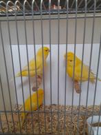 Kanaries wit, Dieren en Toebehoren, Vogels | Kanaries, Meerdere dieren, Kleurkanarie