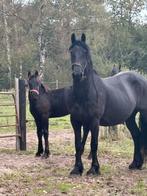 Friese paarden te koop, Dieren en Toebehoren, Paarden, Meerdere dieren, Zadelmak, Recreatiepaard, 0 tot 2 jaar