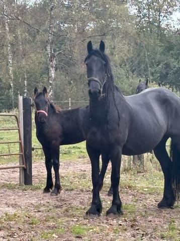 Friese paarden te koop beschikbaar voor biedingen