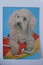 ansicht hond terrier, Ophalen, 1960 tot 1980, Ongelopen, Overige thema's