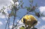 BIO Luxe geurende rozen in de potten diverse stekjes van, Tuin en Terras, Overige soorten, Volle zon, Vaste plant, Ophalen of Verzenden