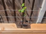 Rode aalbes Rovada (bio), Tuin en Terras, Planten | Fruitbomen, Ophalen, Minder dan 100 cm, Overige soorten, Lente