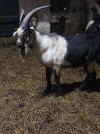 Pauwgeiten 2 geiten met bok, Dieren en Toebehoren, Schapen, Geiten en Varkens, Meerdere dieren, Geit