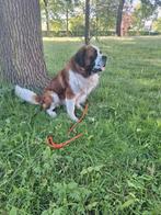 Super mooi en lieve dekreu sint bernard, Reu, Eén hond, 3 tot 5 jaar, Nederland