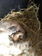 konijntjes, Meerdere dieren, Groot, 0 tot 2 jaar