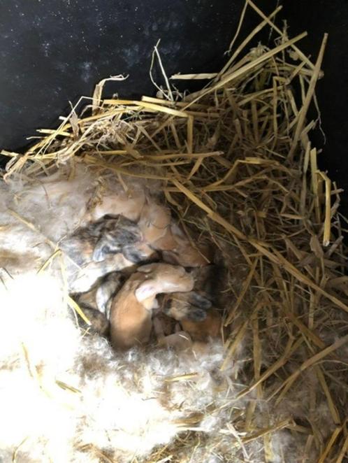 konijntjes, Dieren en Toebehoren, Konijnen, Groot, Meerdere dieren, 0 tot 2 jaar