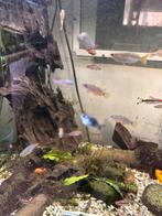 Pauwooggrondels, Dieren en Toebehoren, Vissen | Aquariumvissen, Vis, Zoetwatervis, Schoolvis