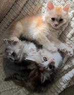 Prachtige kittens ragdoll x pers, Dieren en Toebehoren, Katten en Kittens | Raskatten | Langhaar, Meerdere dieren, Ingeënt