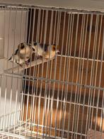 Major&Parva Putters, Dieren en Toebehoren, Vogels | Overige Vogels, Meerdere dieren, Wildzangvogel