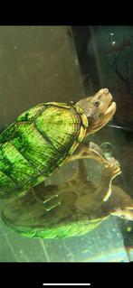 Muskusschildpad, Dieren en Toebehoren, Reptielen en Amfibieën, Schildpad, Met terrarium, 7 tot 10 jaar