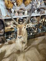 opgezet waterbok edelhert borst preparaat hert taxidermie, Ophalen of Verzenden, Nieuw, Hert, Opgezet dier