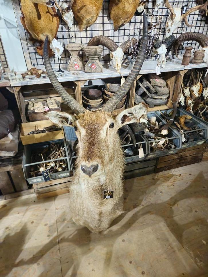 opgezet waterbok edelhert borst preparaat hert taxidermie, Verzamelen, Dierenverzamelingen, Nieuw, Opgezet dier, Hert, Ophalen of Verzenden