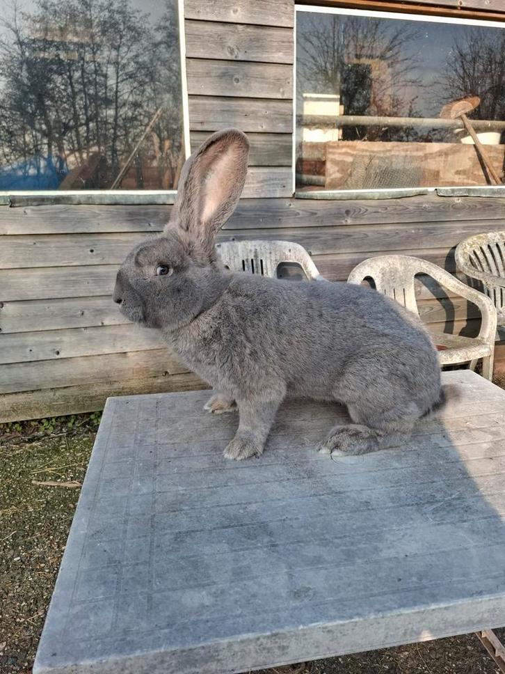 Vlaamse reus blauwgrauw ram, Dieren en Toebehoren, Konijnen, Groot, Mannelijk, 0 tot 2 jaar