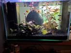Aquarium compleet, Ophalen, Zo goed als nieuw, Gevuld zoetwateraquarium
