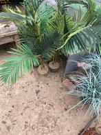 Partij kunstplanten, Ophalen of Verzenden, Volle zon