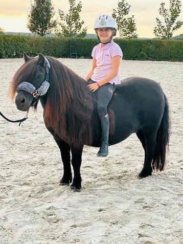 Super lieve kinderpony shetlander merrie beschikbaar voor biedingen