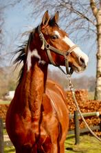 9 jarige leuke bonte merrie vol papier!, Merrie, 3 tot 6 jaar