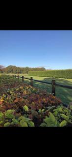 Kleinschalige pensionstal, Dieren en Toebehoren, Stalling en Weidegang, Weidegang, 2 of 3 paarden of pony's