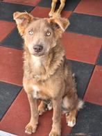 Amigo zoekt een baasje, Dieren en Toebehoren, Honden | Niet-rashonden, Rabiës (hondsdolheid), 15 weken tot 1 jaar, Buitenland