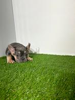 Franse Bulldog pups beschikbaar, Dieren en Toebehoren, Honden | Bulldogs, Pinschers en Molossers, Particulier, Meerdere, Bulldog